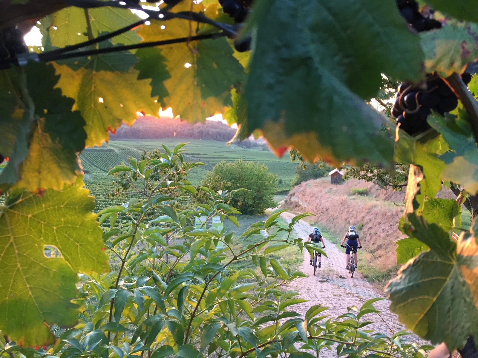 Mit dem MTB erkunden wir den Kaiserstuhl mit seiner vielfältigen Landschaft und einzigartigen Ausblicken auf Vogesen und Schwarzwald