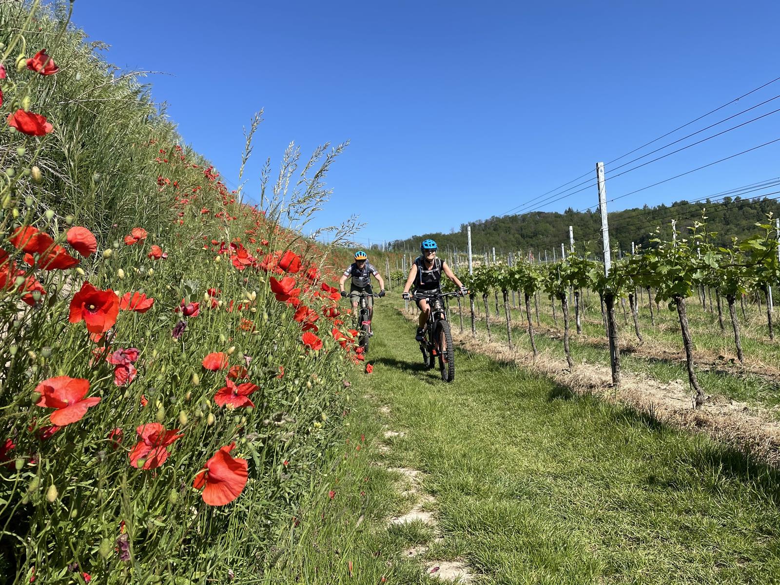 Blumen, Streuobstwiesen und Reben beim beitune Touren-Wochenende mit dem MTB/E-MTB