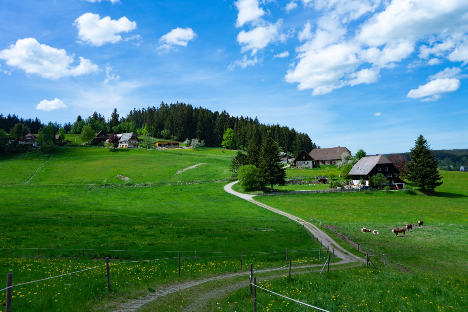 beitune Schwarzwald-Bike-Gipfel