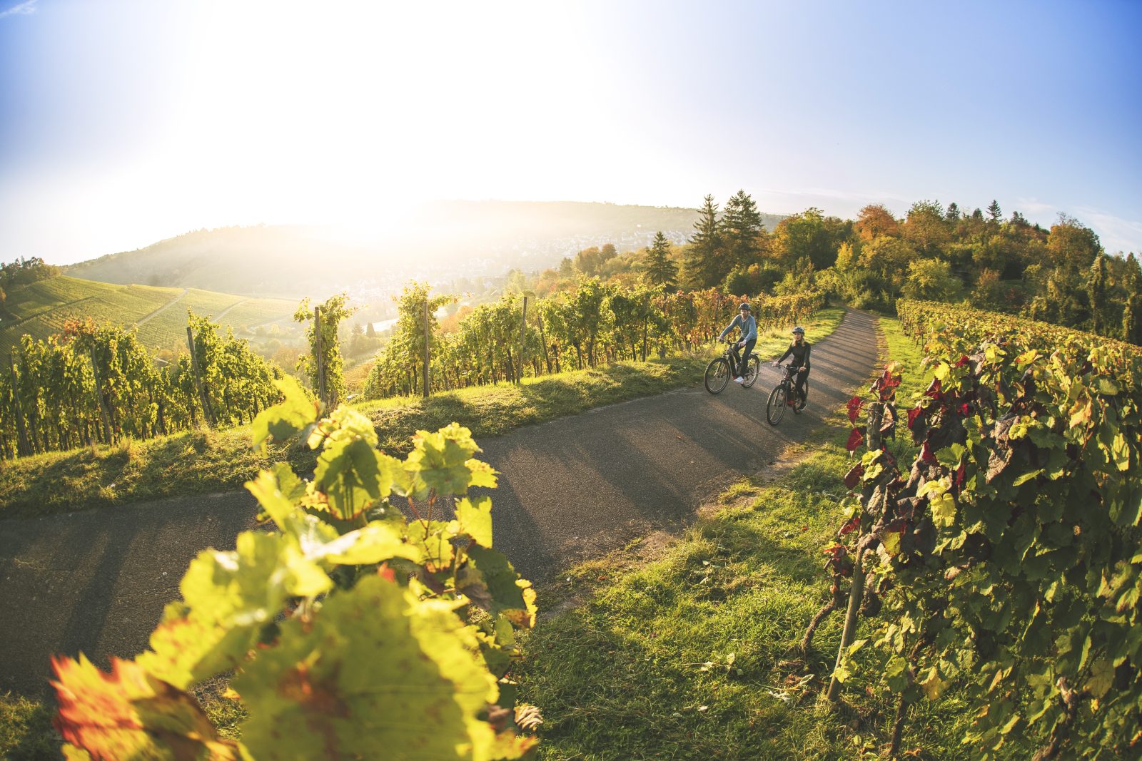 Vélo et Vin - beitune Genusstour durch die Weinberge im Elsass