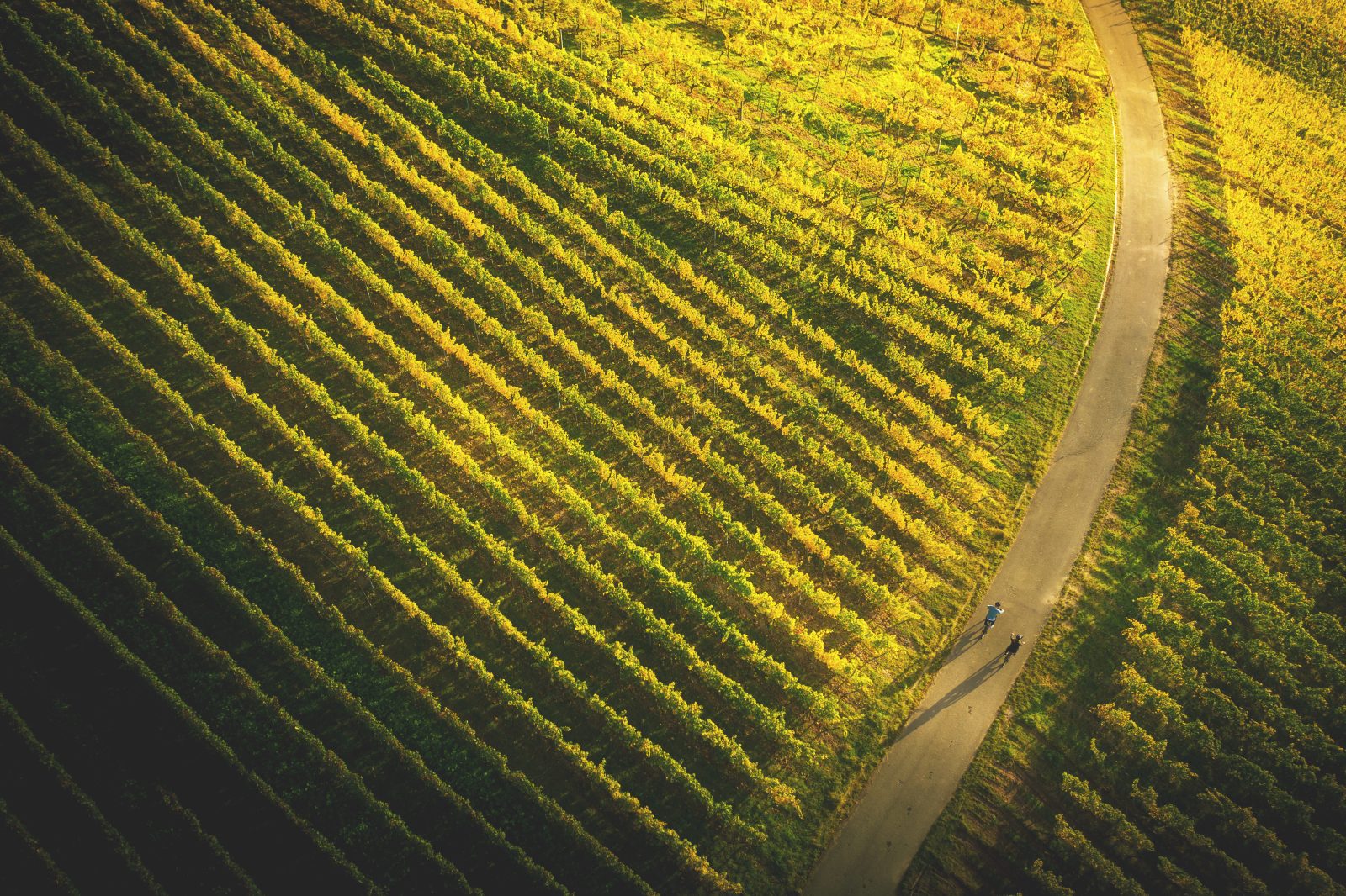Vélo et Vin - beitune Genusstour durch die Weinberge im Elsass